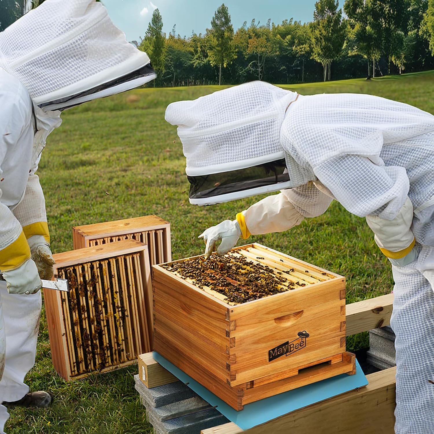 8枚枠蜂箱フレームキット、ワックスコーティング済み養蜂用品ツ - Beehive Frame Wax のレビューと価格